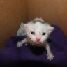 gurthazard